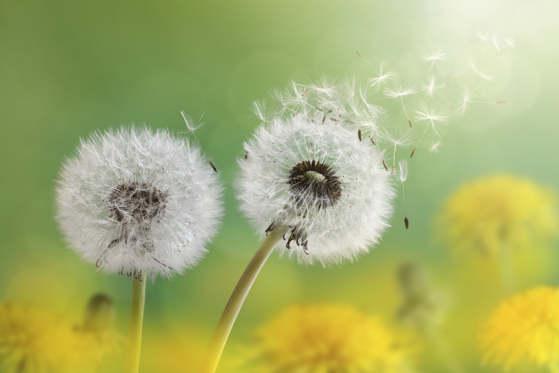 Two dandelions in a field of green and gold - shared by Liz Posmyk on Good Things 