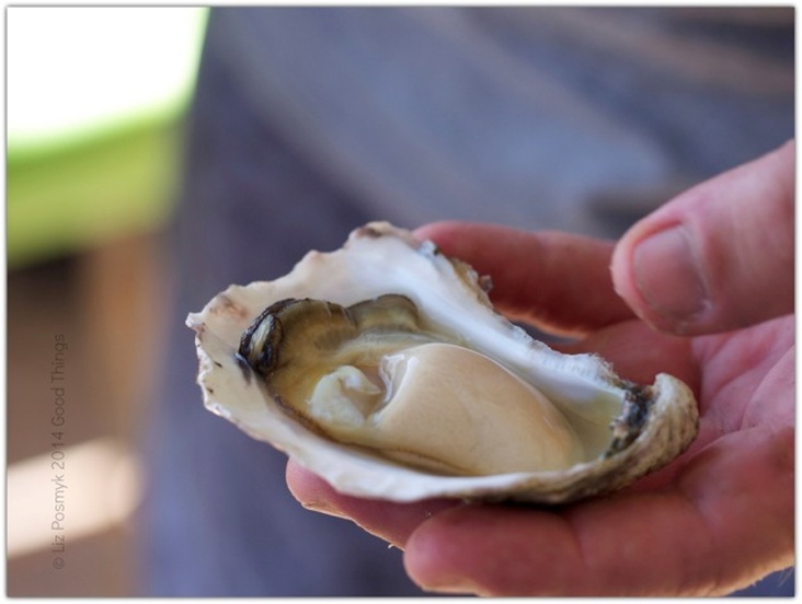 Creamy organic oyster from Wapengo Rocks by Liz Posmyk, Good Things