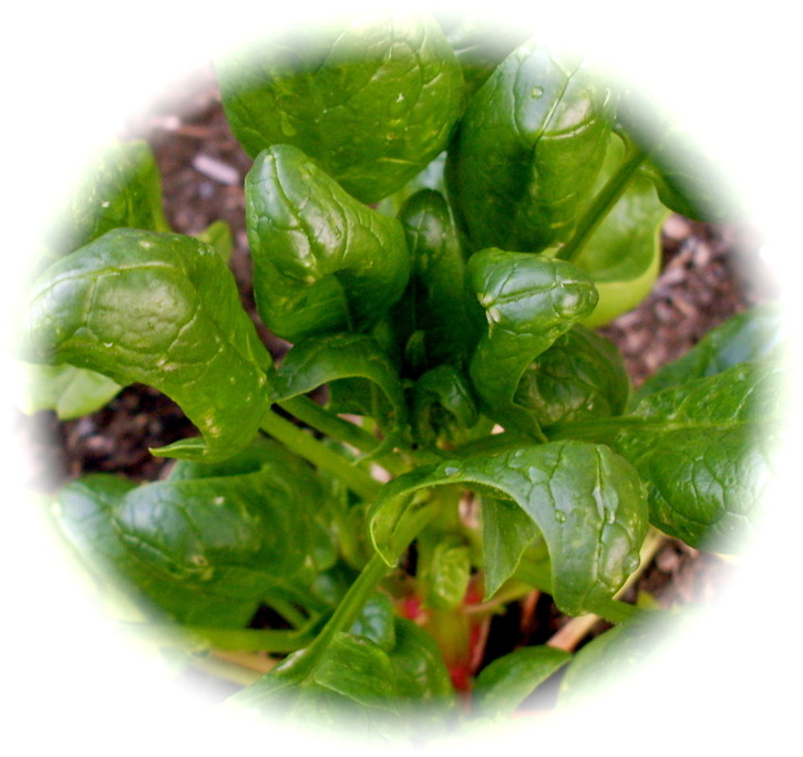 Pick a few handfuls of baby spinach from your garden
