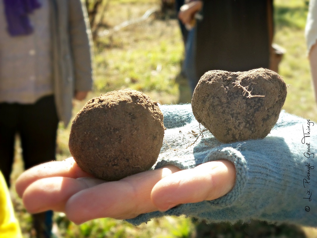 French black truffles freshly dug from the earth - photo by Liz Posmyk Good Things 