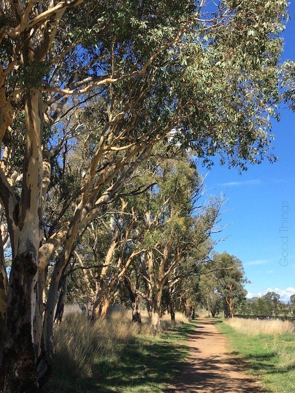 Tree lined Well Station Track at Franklin in the ACT - Liz Posmyk Good Things 