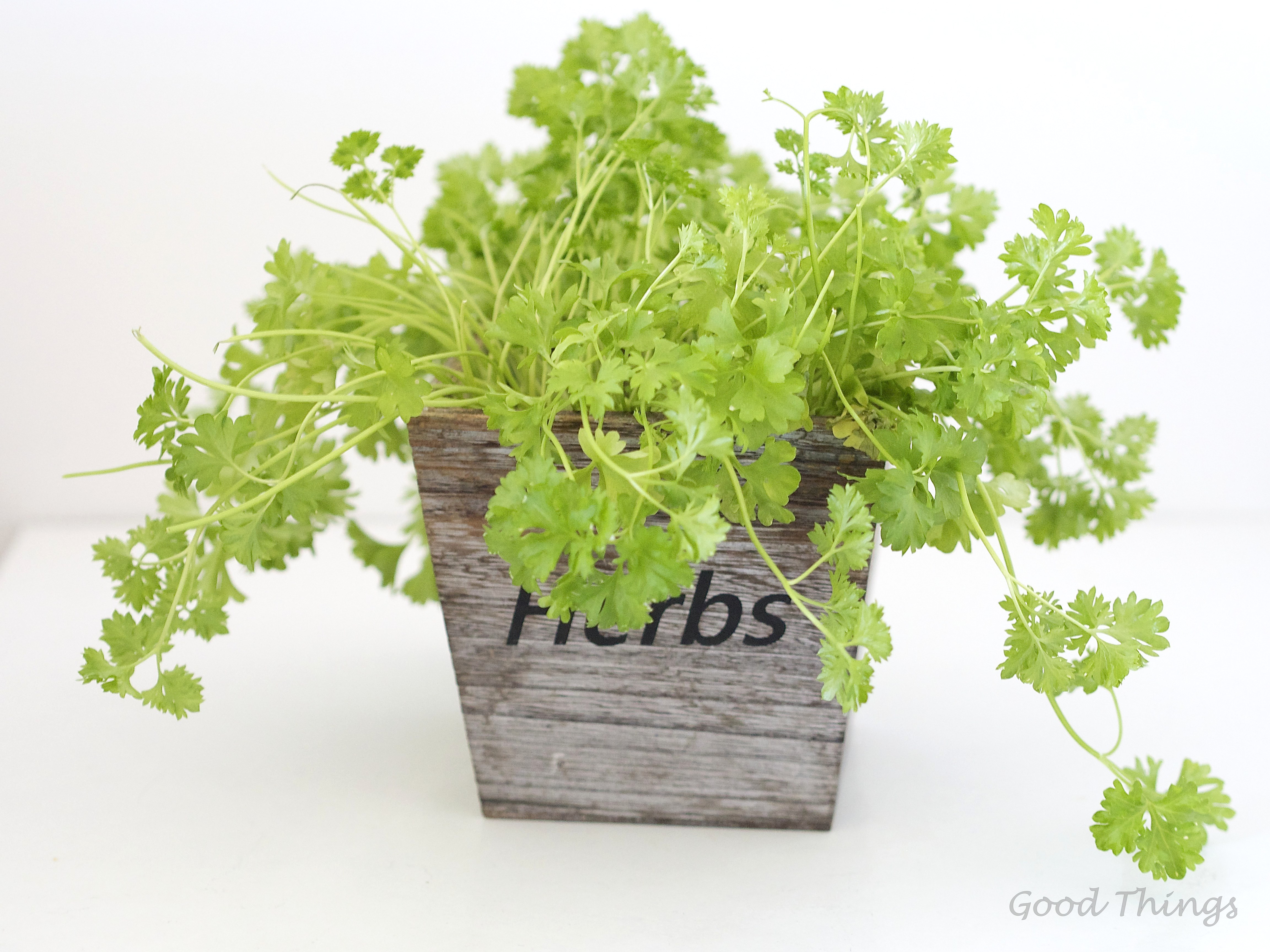 Potted parsley in my kitchen - Liz Posmyk, Good Things