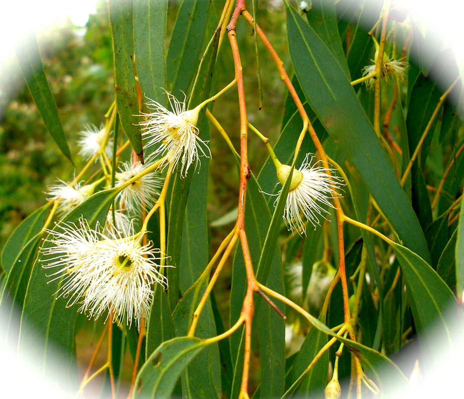 Flowering eucalypts