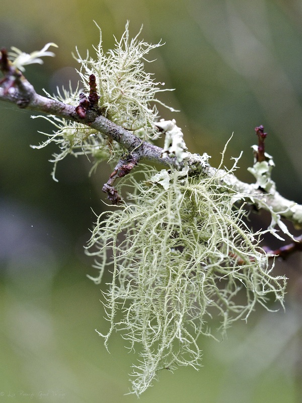 Lichen-covered tree branch in the gardens at Sahali in the Kangaroo Valley NSW