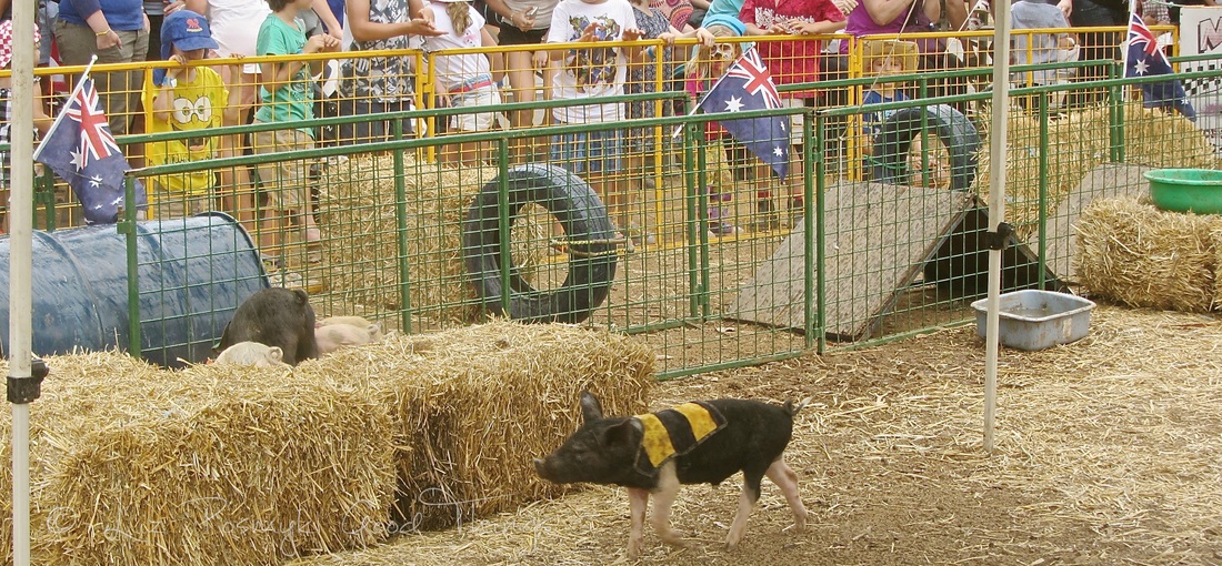 Piglet racing at the Royal Canberra Show 