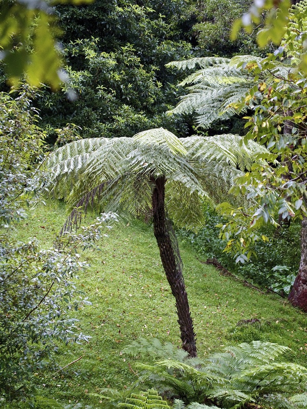 Tree ferns in the gardens at Sahali in the Kangaroo Valley NSW