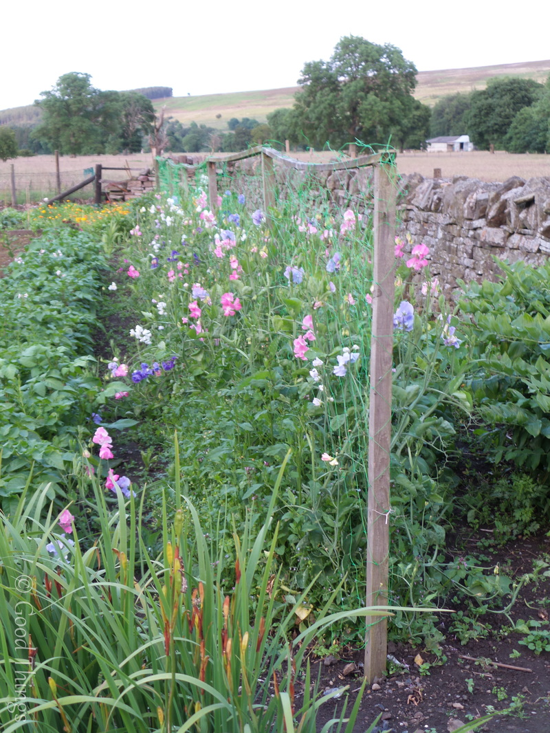 Sweet peas in the kitchen garden at the Lord Crewe Arms in Blanchland County Durham - photo Liz Posmyk Good Things