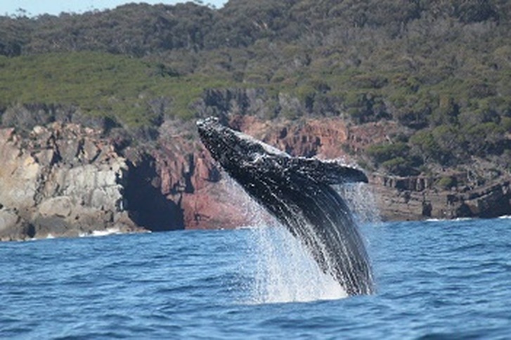 Whale watching in Eden NSW 