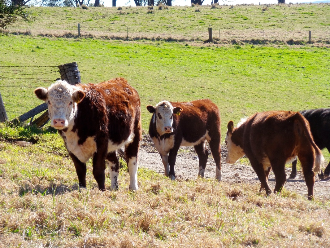 We are greeted by some curious cows t Laurel View farm stay in the NSW Southern Highlands by Liz Posmyk Good Things
