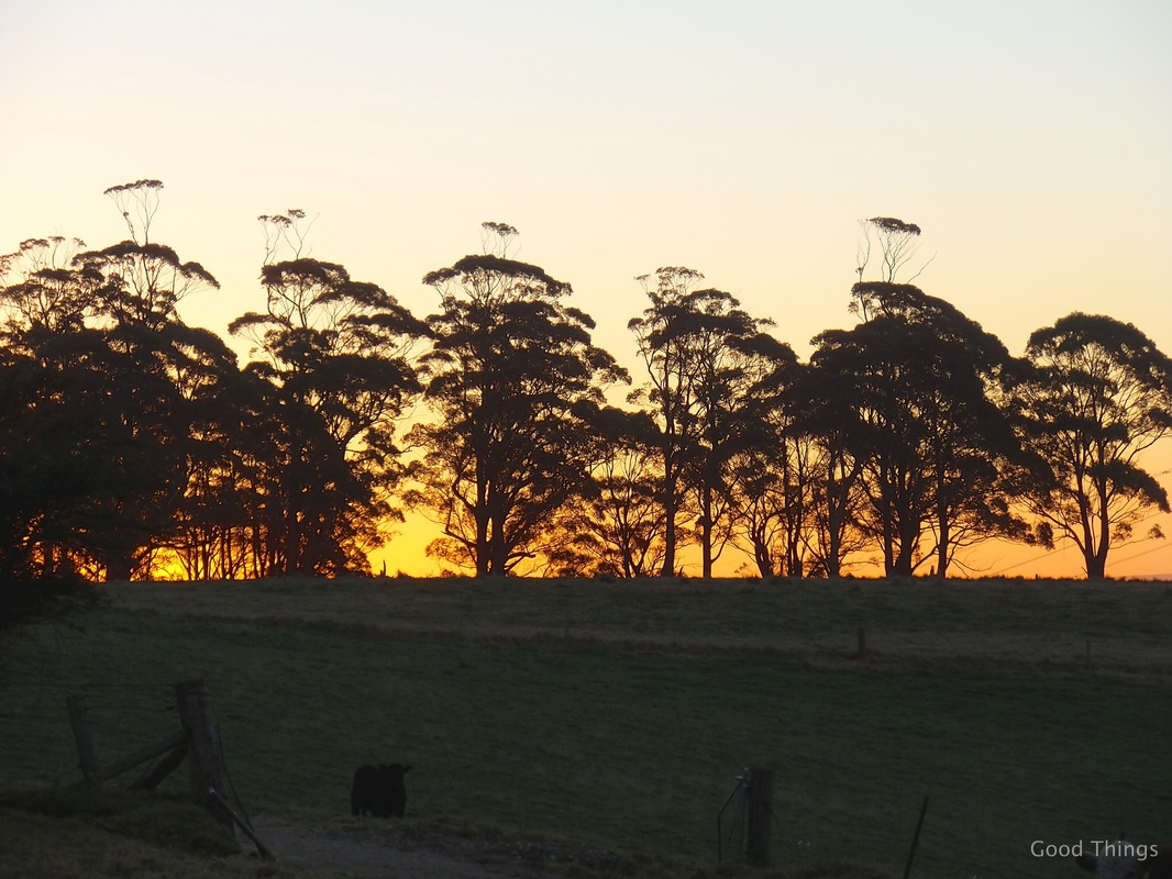 Sunset and a line of trees t Laurel View farm stay in the NSW Southern Highlands by Liz Posmyk Good Things