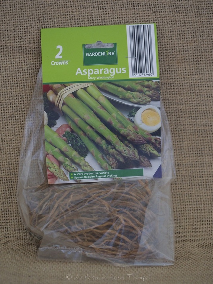 Asparagus crowns to plant