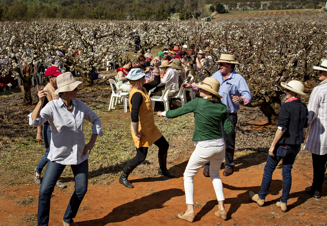 Song and dance in the cherry orchards, long lazy lunch, Young NSW image by Holly Bradford