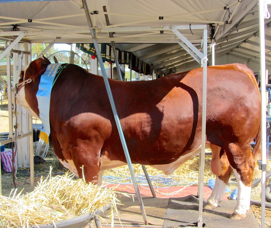 Cattle at the Royal Canberra Show - prize winners