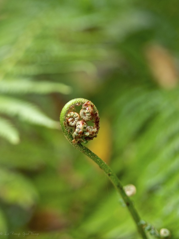Fronds of a tree fern unfurl in the gardens at Sahali in the Kangaroo Valley NSW