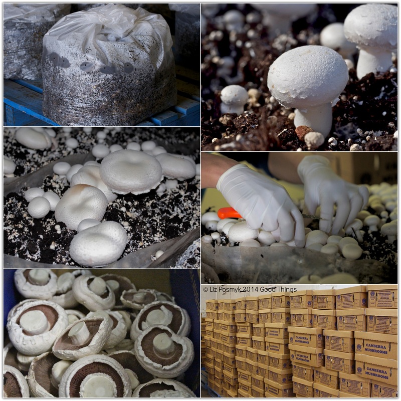 Canberra Mushrooms in Yass growing process by Liz Posmyk