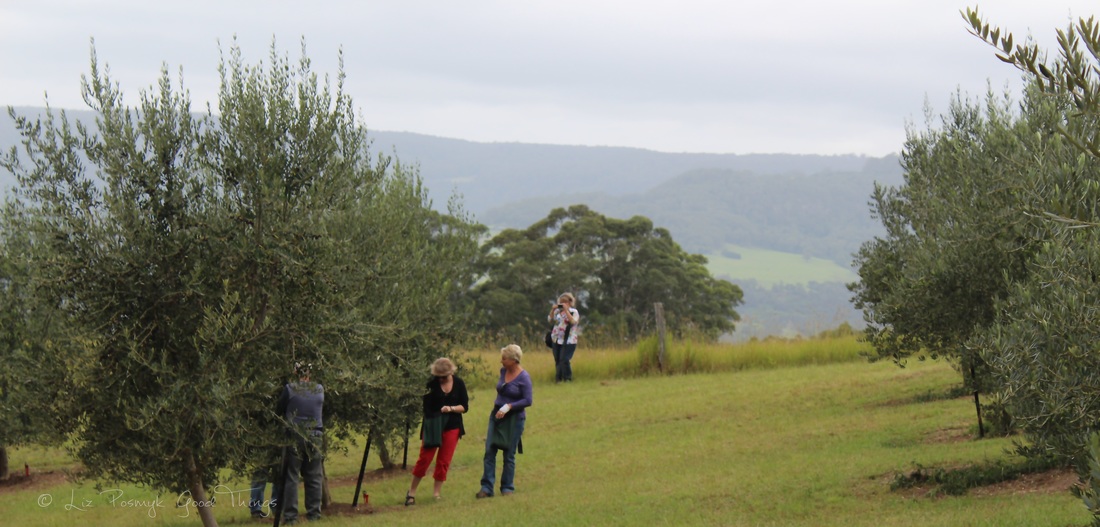 That's me, Bizzy Lizzy, catching snapshots of the olive harvest