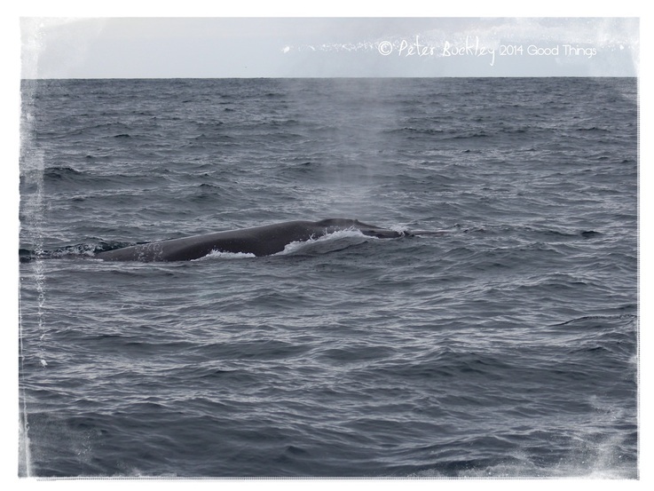 Whale in the seas off the coast at Eden in NSW, photo by Peter Buckley, Good Things 