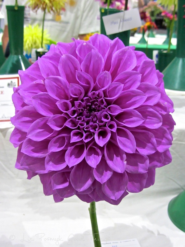 Dahlias at the Royal Canberra Show 4