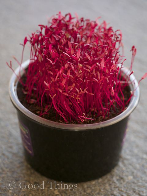 Micro amaranth from mister microgreens - photo Liz Posmyk Good Things 