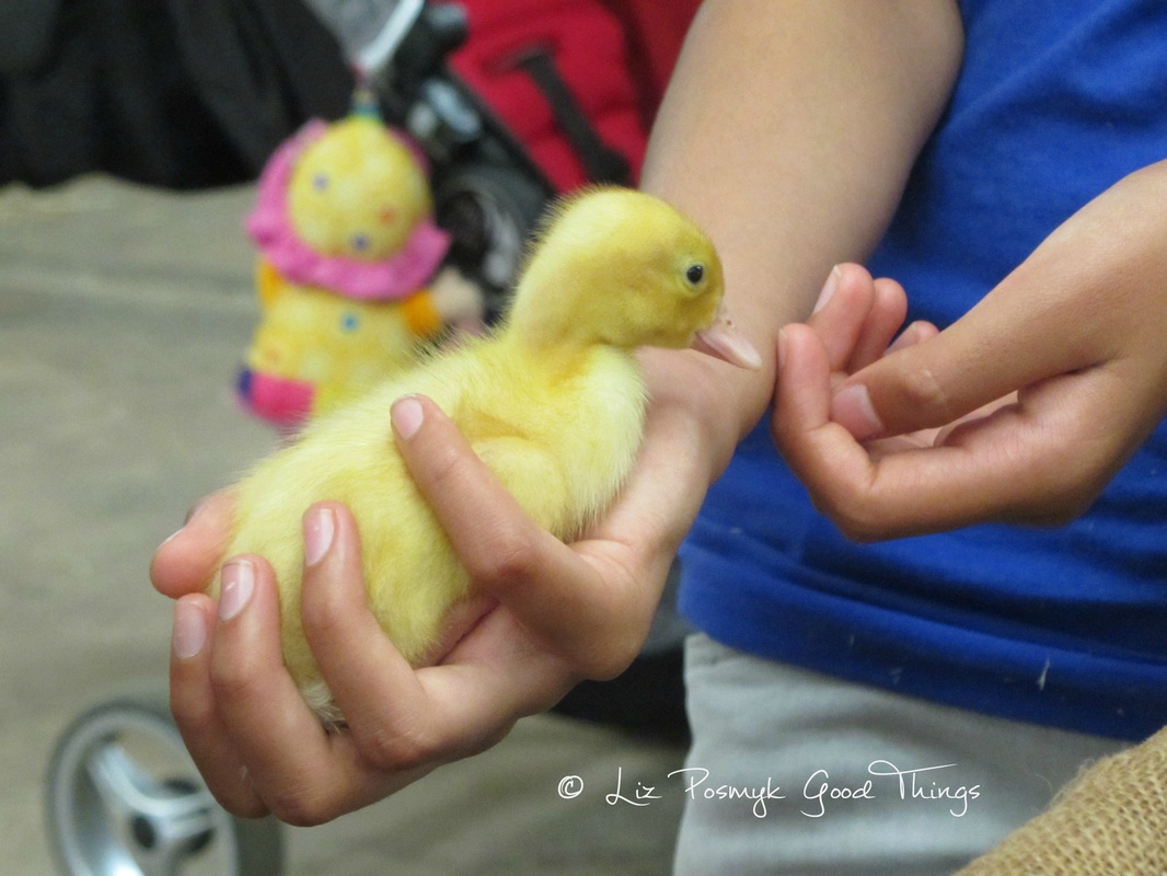 Baby duck in the petting zoo at the Royal Canberra Show - image by Good Things 