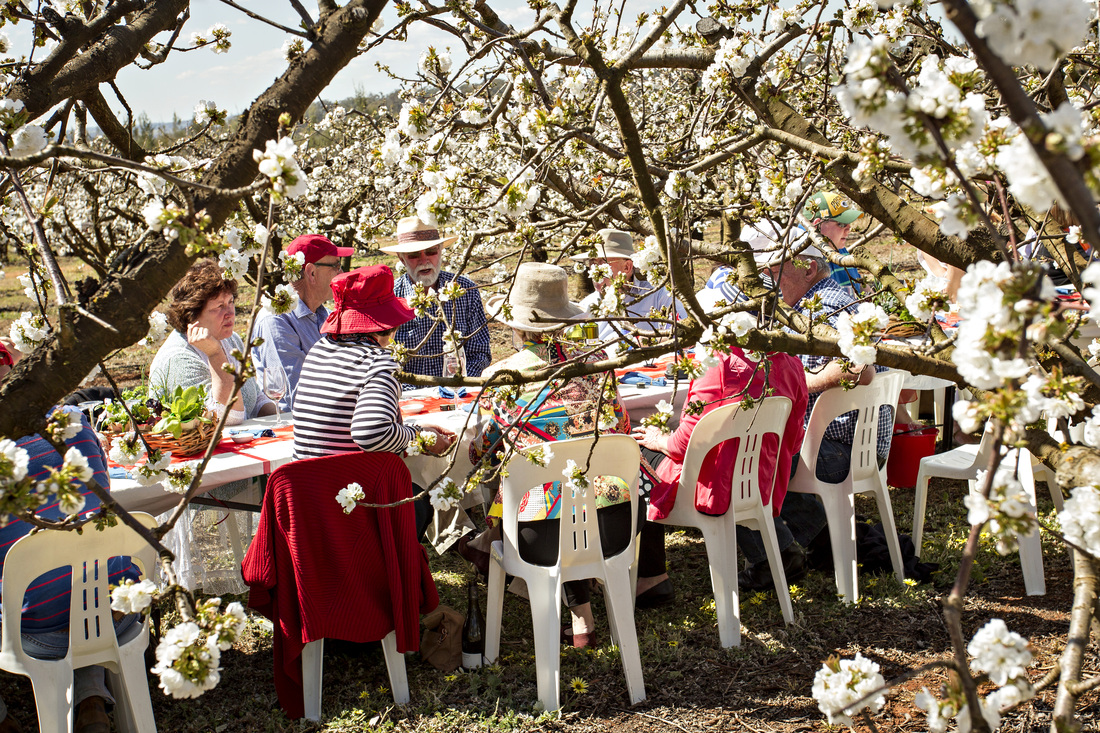 Lunch in the cherry blossom orchard, image by Holly Bradford