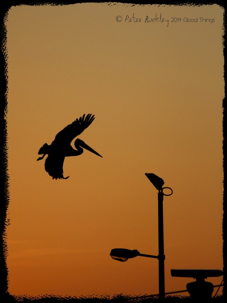Pelican at sunset, Snug Cove, Eden, NSW photo by Peter Buckley, Good Things 