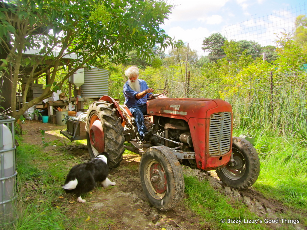 Autumn and a visit to Pialligo Apples - Dr Banks on his tractor with his border collie 