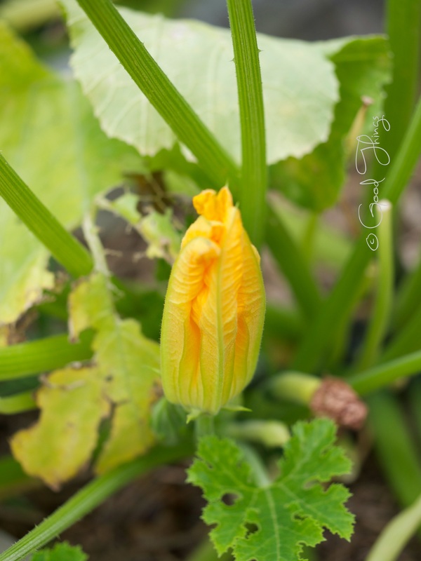 Zucchini or courgette flowers by Liz Posmyk, Good Things 