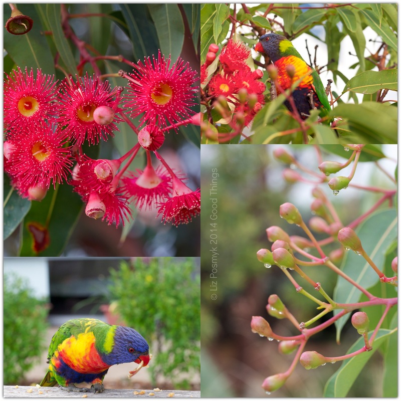 Birdlife and flora Meriumbula NSW by Liz Posmyk