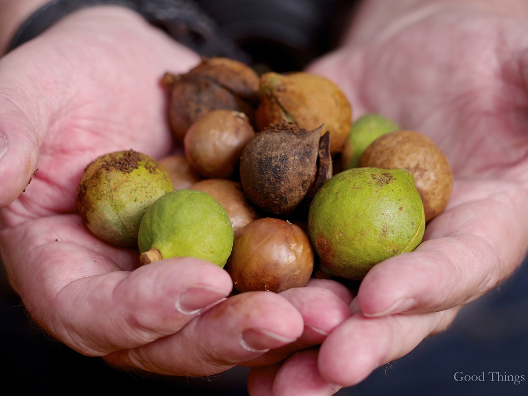 Australian macadamia nuts by Liz Posmyk Good Things 