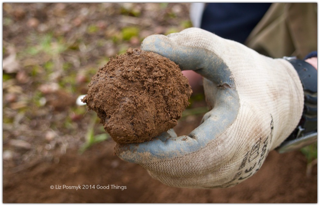 Now that's a good sized black truffle! Image by Liz Posmyk, Good Things
