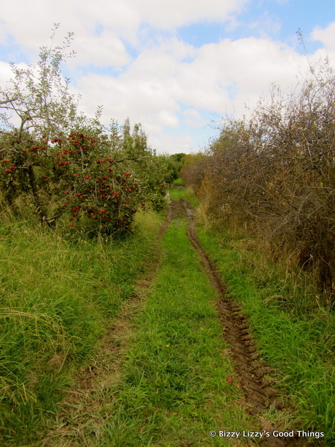 Track leading into the apple orchard by Liz Posmyk