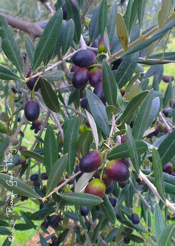 Olives on the trees at Wombat Ridge, Kangaroo Valley