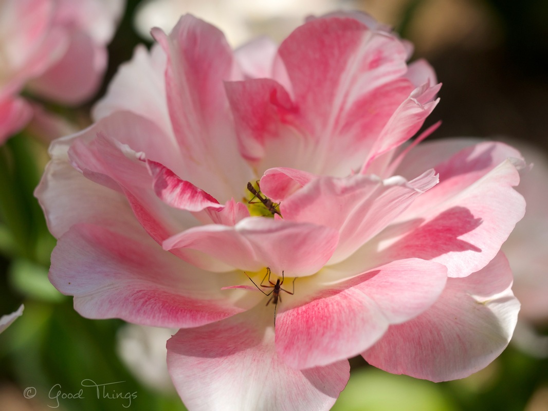 Insects on flowers - tulips at Tulip Top Gardens by Liz Posmyk Good Things 