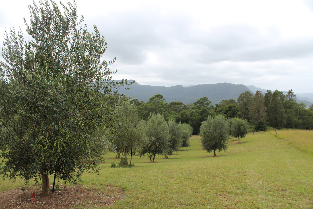 The Wombat Ridge olive grove