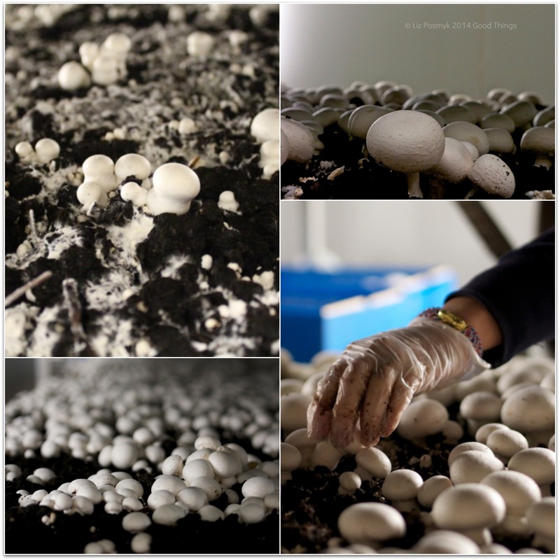 The growing cycle of mushrooms by Liz Posmyk
