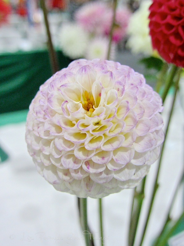 Dahlias at the Royal Canberra Show 3