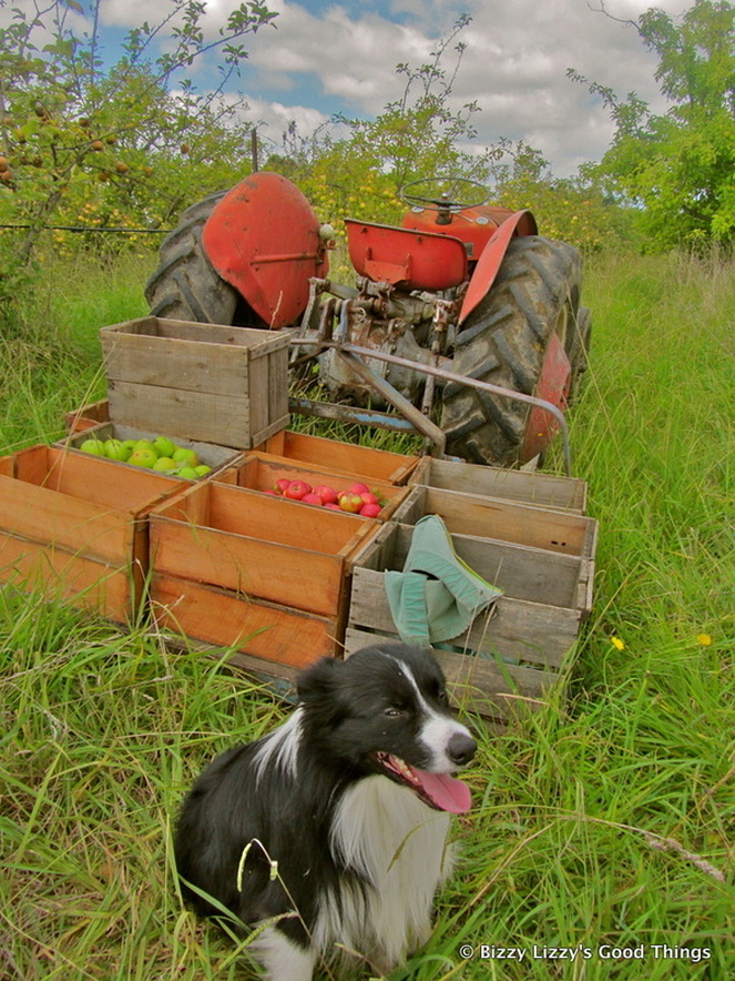 Tractor in the apple orchard at Pialligo Apples and the border collie sitting in the grass