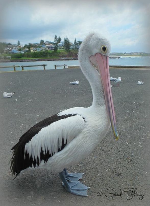 Pelican at the harbour in Kiama NSW Australia by Liz Posmyk Good Things 