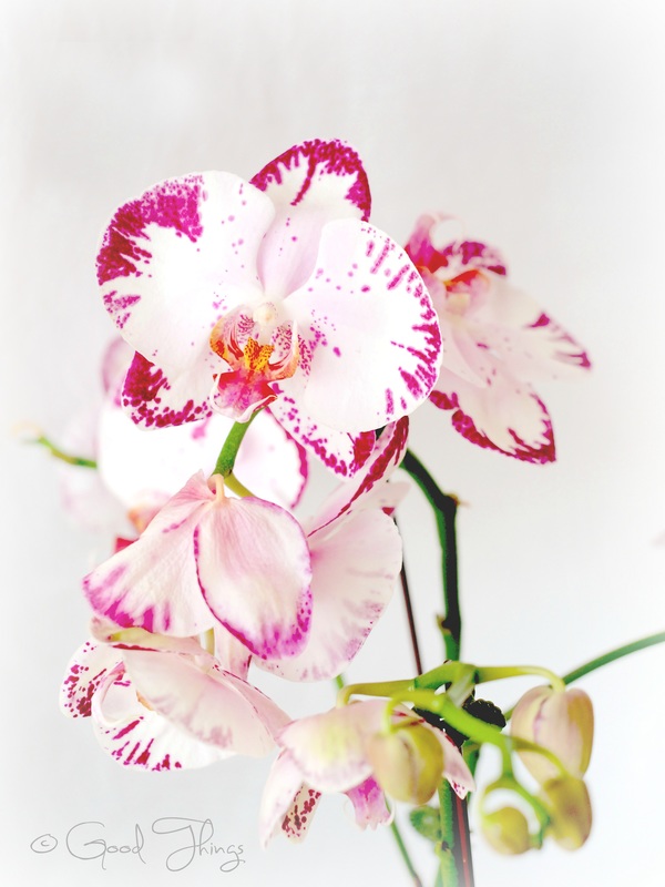 Phalaenopsis orchid by Liz Posmyk, Good Things 