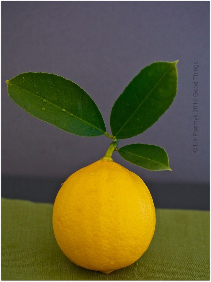 Home grown lemon for limoncello