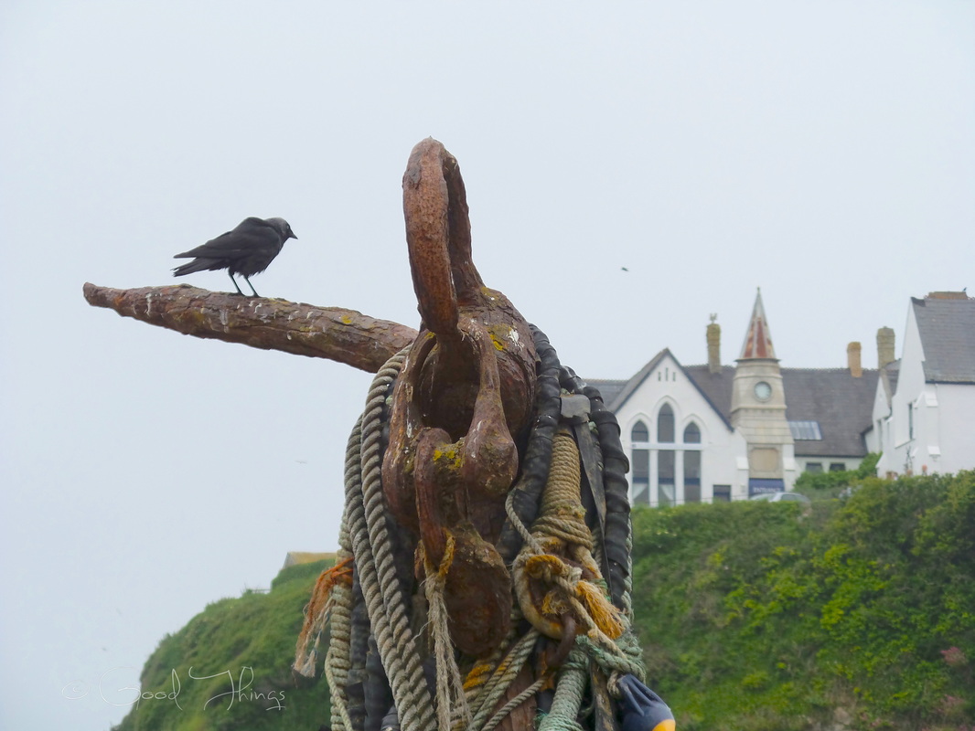 A waterbird on an anchor, looking up to the schoolhouse restaurant in Port Isaac by Liz Posmyk © Good Things