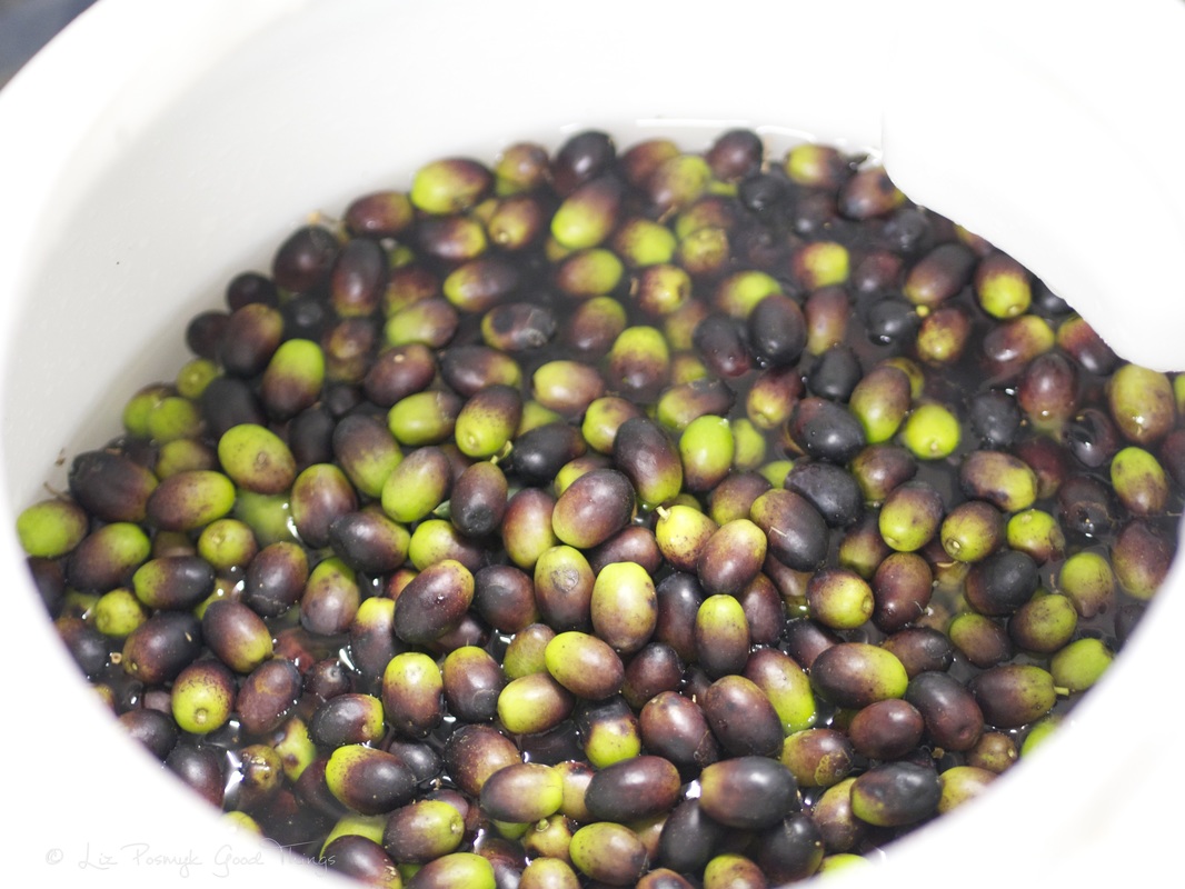 A bucket of leccino olives