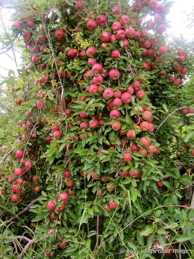 A tree full of red delicious apples at Pialligo Apples by Liz Posmyk