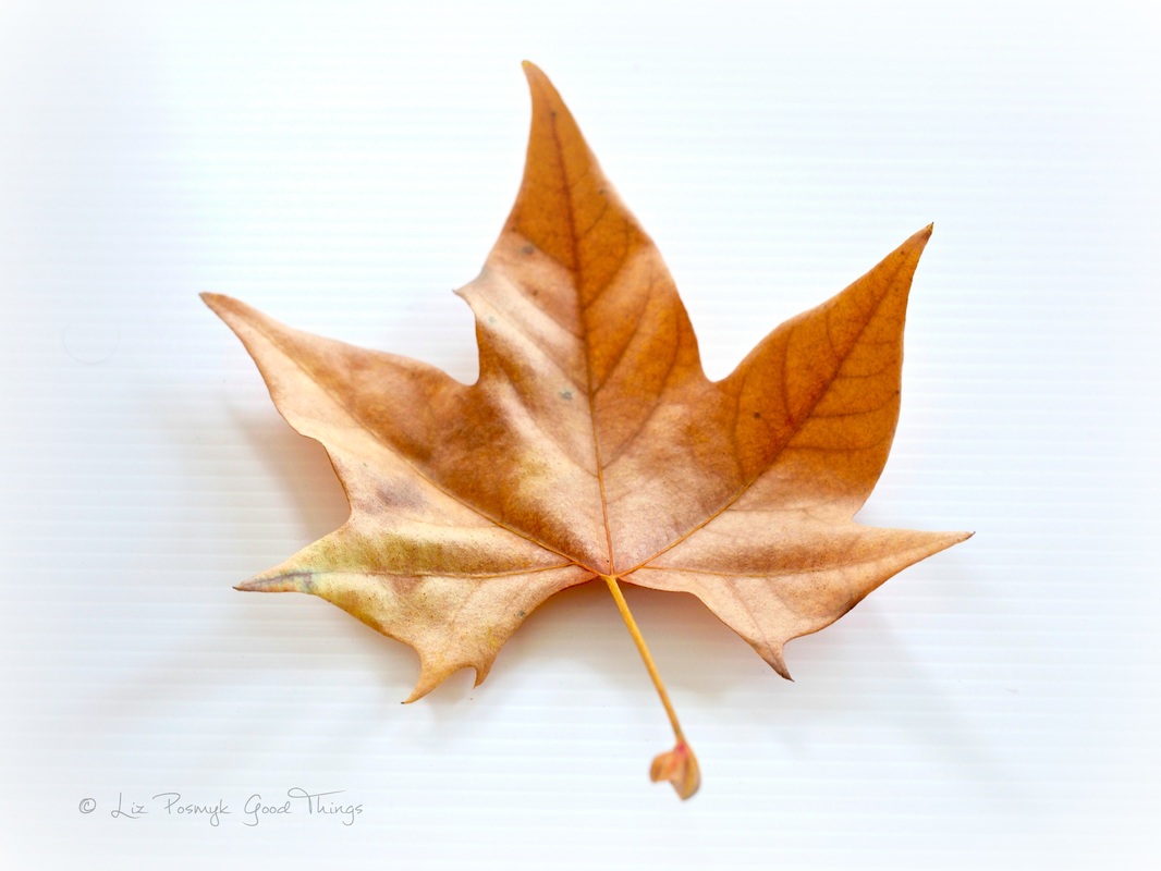 Liquidamber leaf