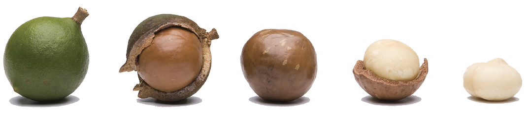 Australian macadamia nuts - take a peek inside