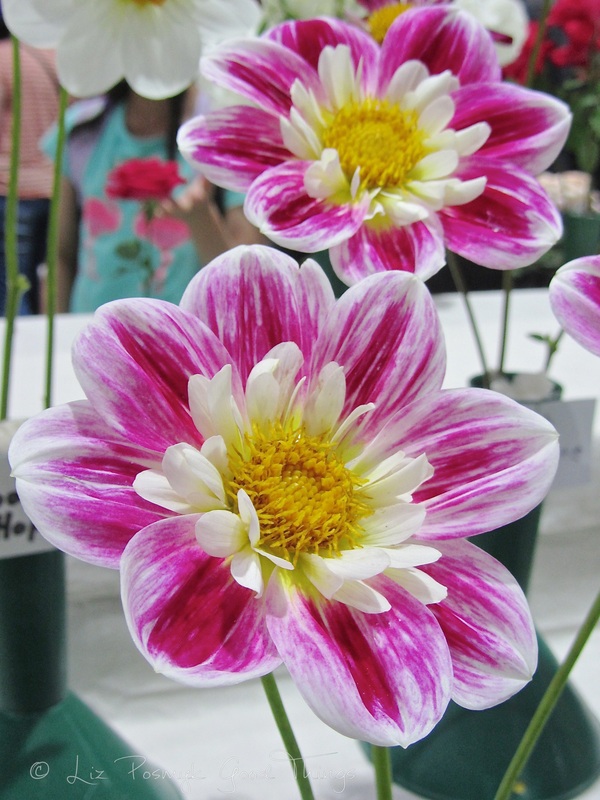 Dahlias at the Royal Canberra Show