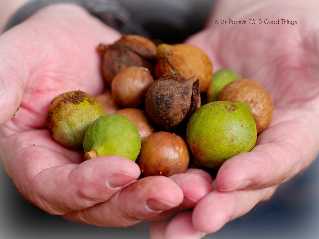 Australian macadamias in the hand 