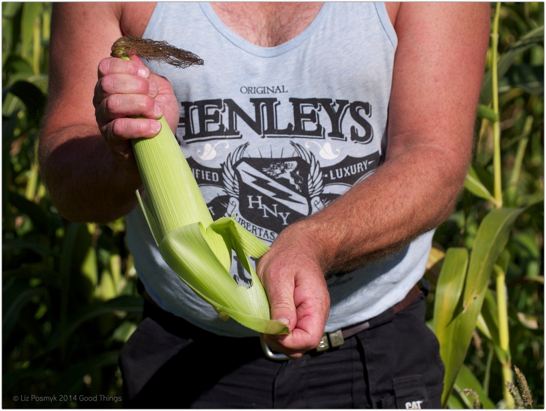 picking sweet corn at the henge + a recipe for corn and polenta pancakes with bacon and maple syrup
