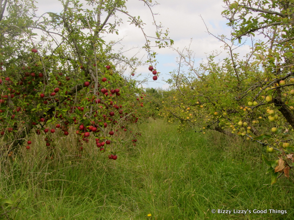Apples in the orchard at Pialligo by Liz Posmyk